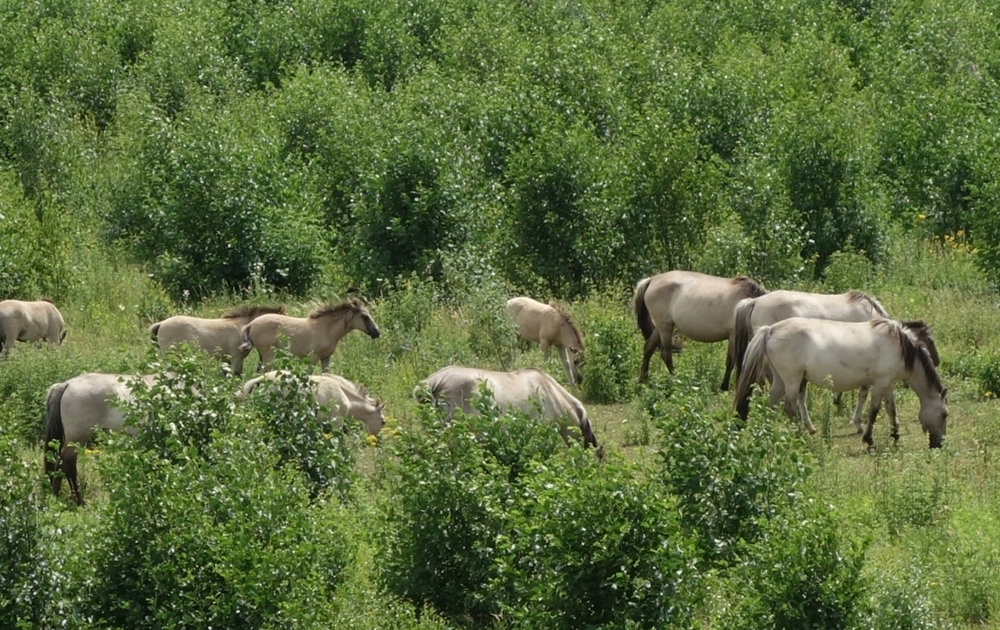 Een kudde paarden in Rivierpark MaasVallei Kudde paarden tegen de achtergrond van bosjes