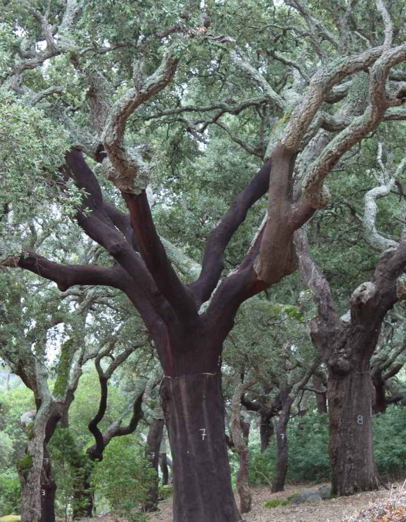 Kurkbomen domineren het gebied rondom Monchique Kurkboom langs de Via Algarviana