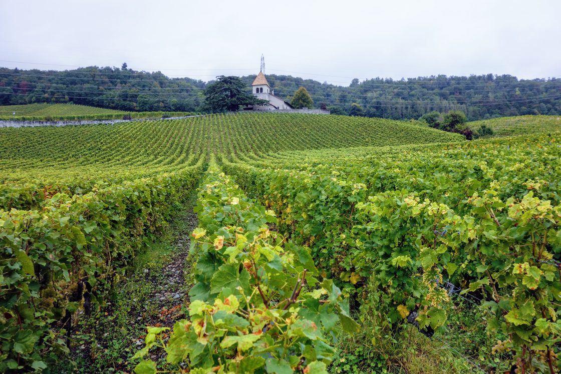 Wandelen tussen de wijngaarden: er zijn tal van routes in de regio Nyon wijngaard met kerk op de achtergrond