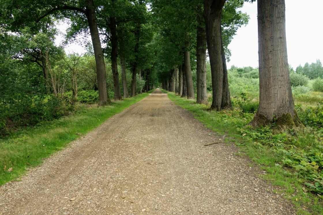 Kaarsrechte dreven kenmerken de Kolonie Kaarsrechte dreven kenmerken de Kolonie-Kolonie